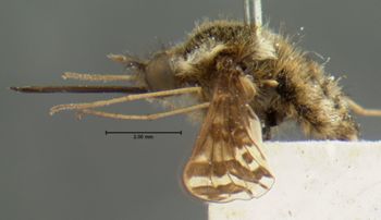 Media type: image;   Entomology 12687 Aspect: habitus lateral view